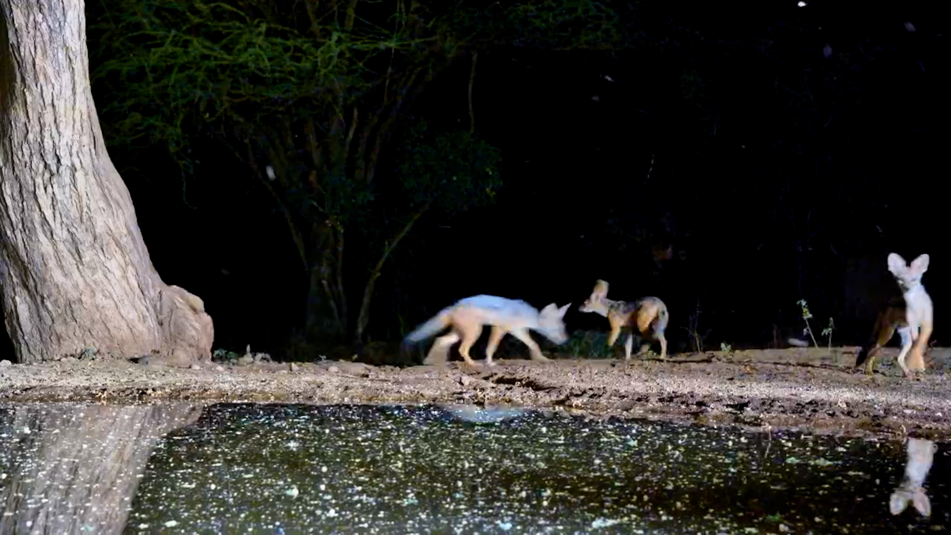 Rare Sighting: Three Jackal Pups at Lentorre