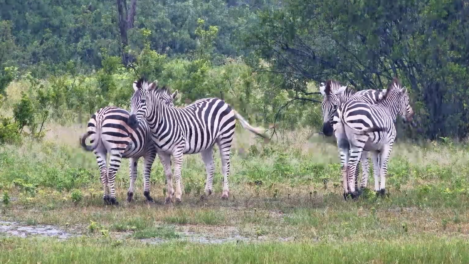 Rainy Moments with Zebras