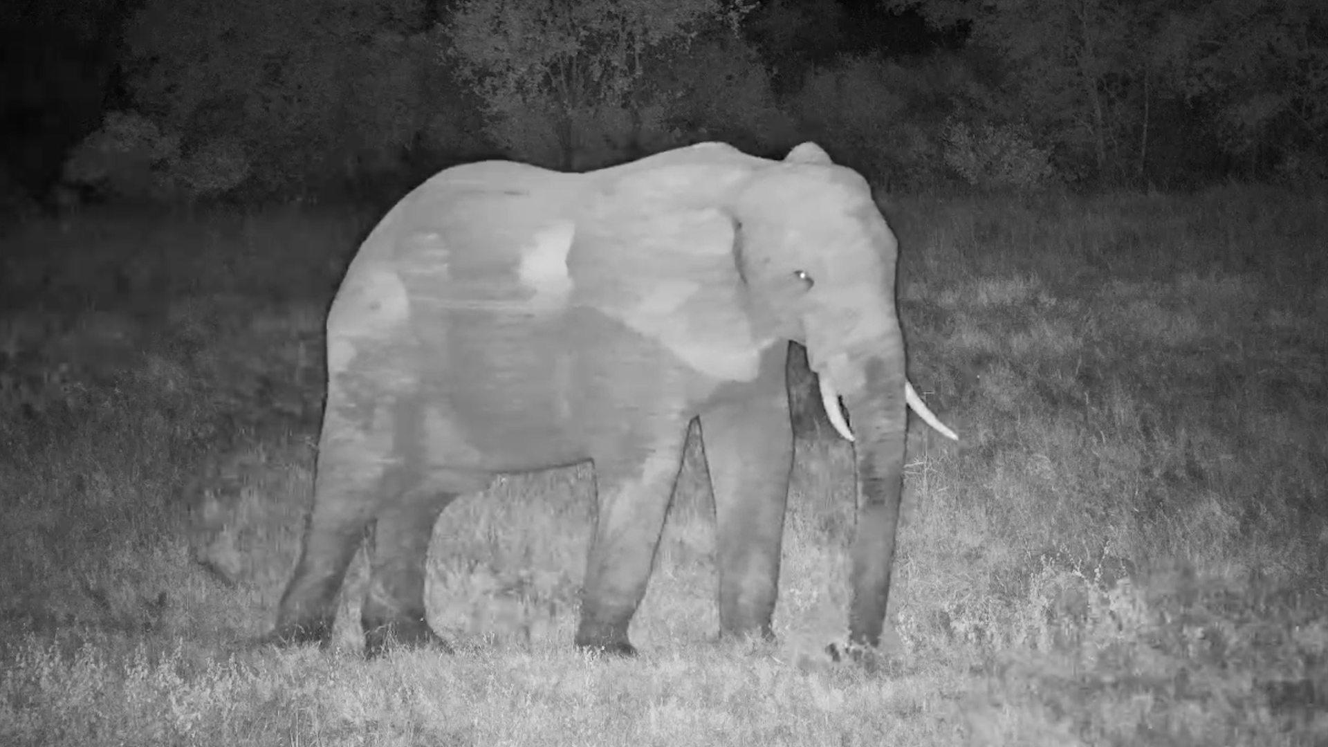 Solo Elephant Munching Away
