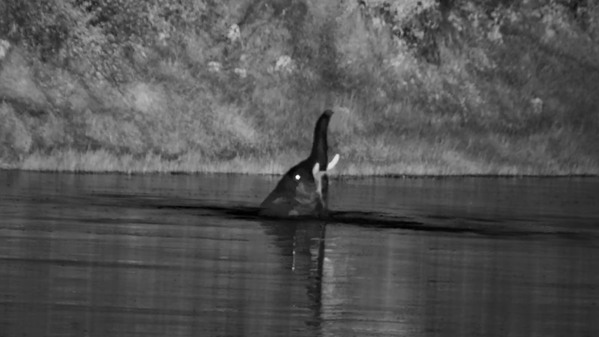 Elephant Channels Its Inner Dolphin