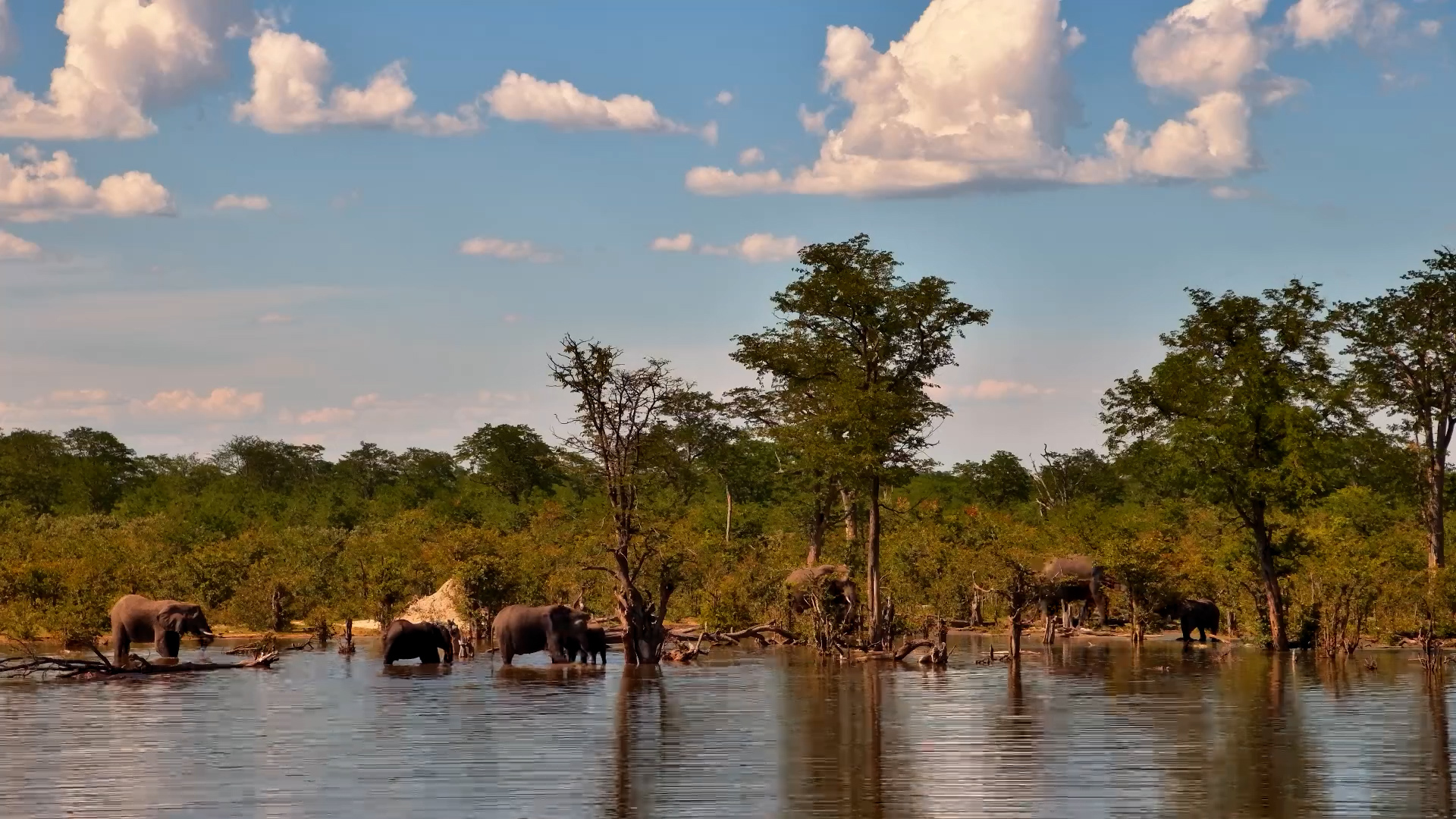 Elephant Timelapse at Elephant Pan