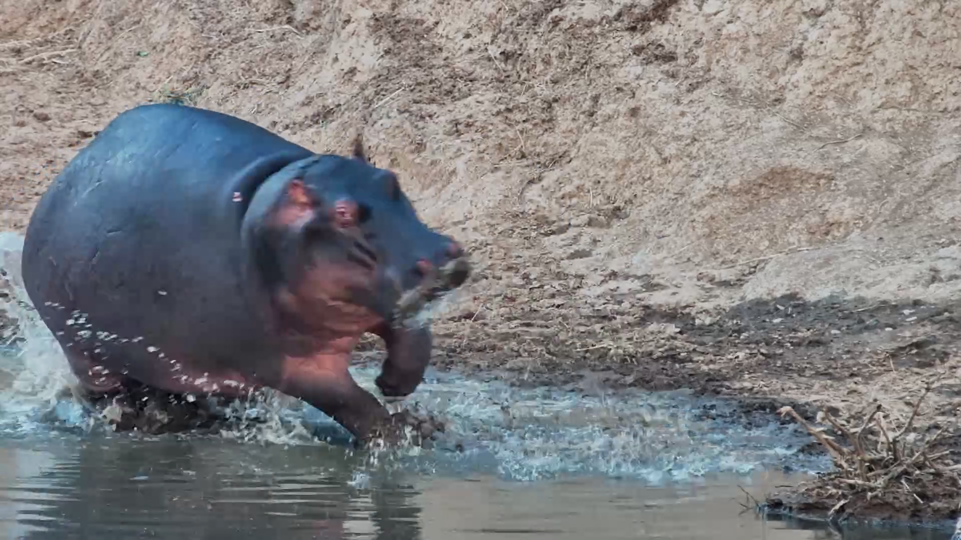 Whatever That Was... Hippo Said NOPE!