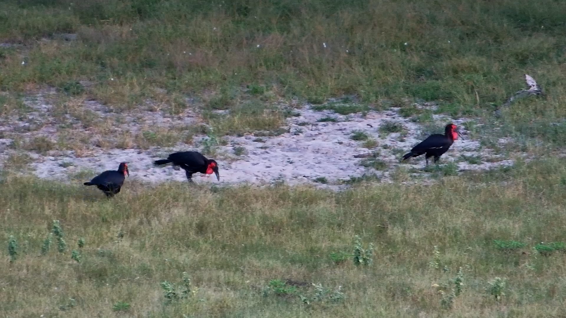 Southern Ground Hornbills in Action