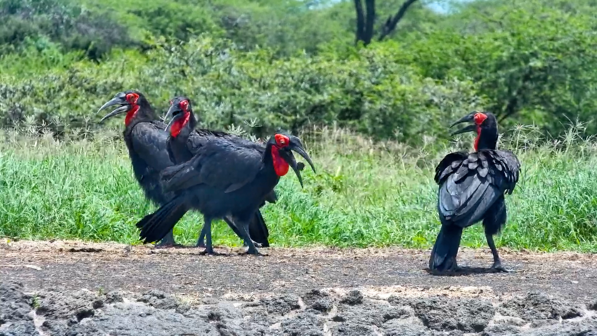 Team Snack Squad | Hornbills at ol Donyo