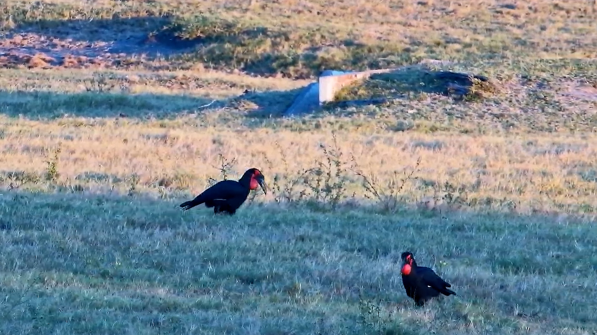 Hornbills Walking the Plains for Food