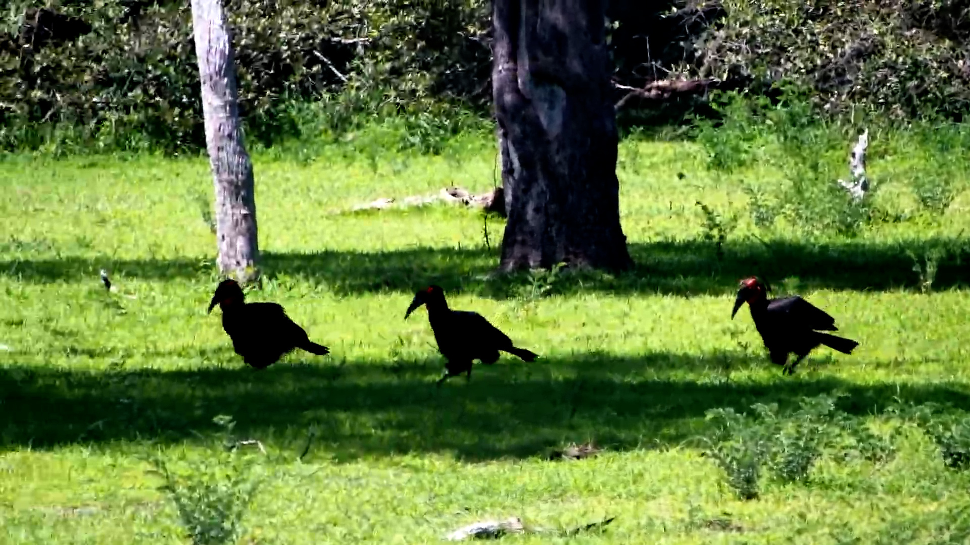 A Hornbill Family Stroll