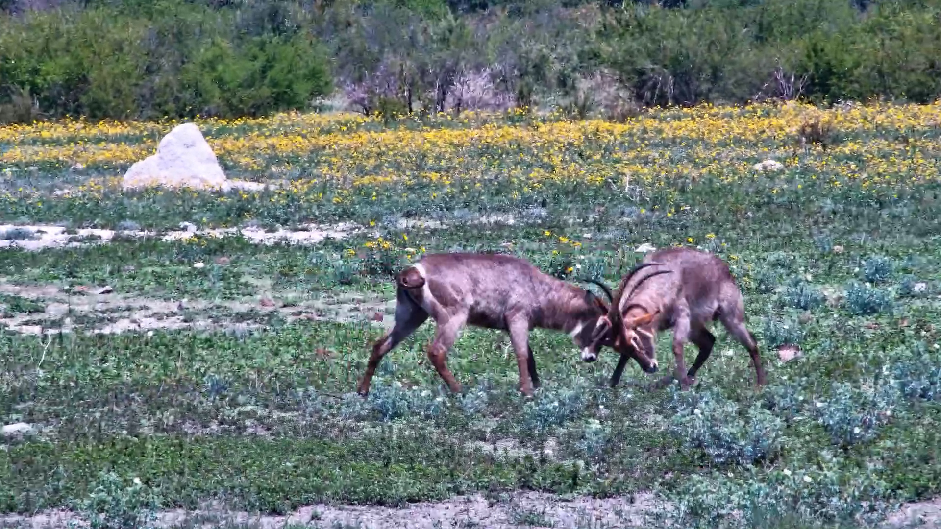 Horns Locked: Two Waterbuck Bulls Clash at Tau