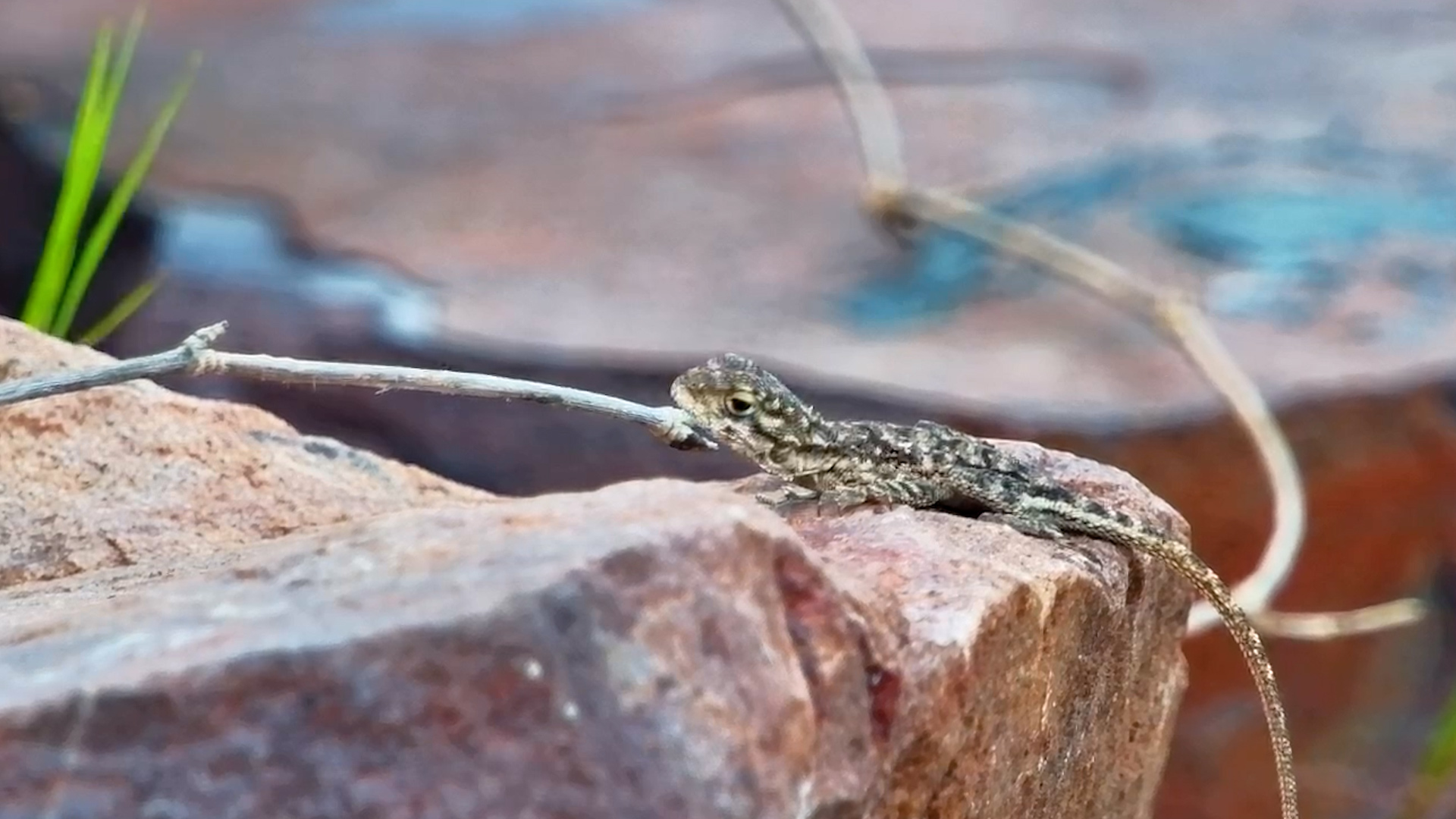 A Sunbathing Specialist