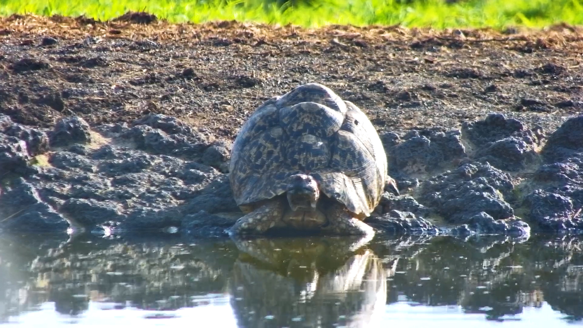 Leopard Tortoise Takes a Drink (and a Dip!) at ol Donyo