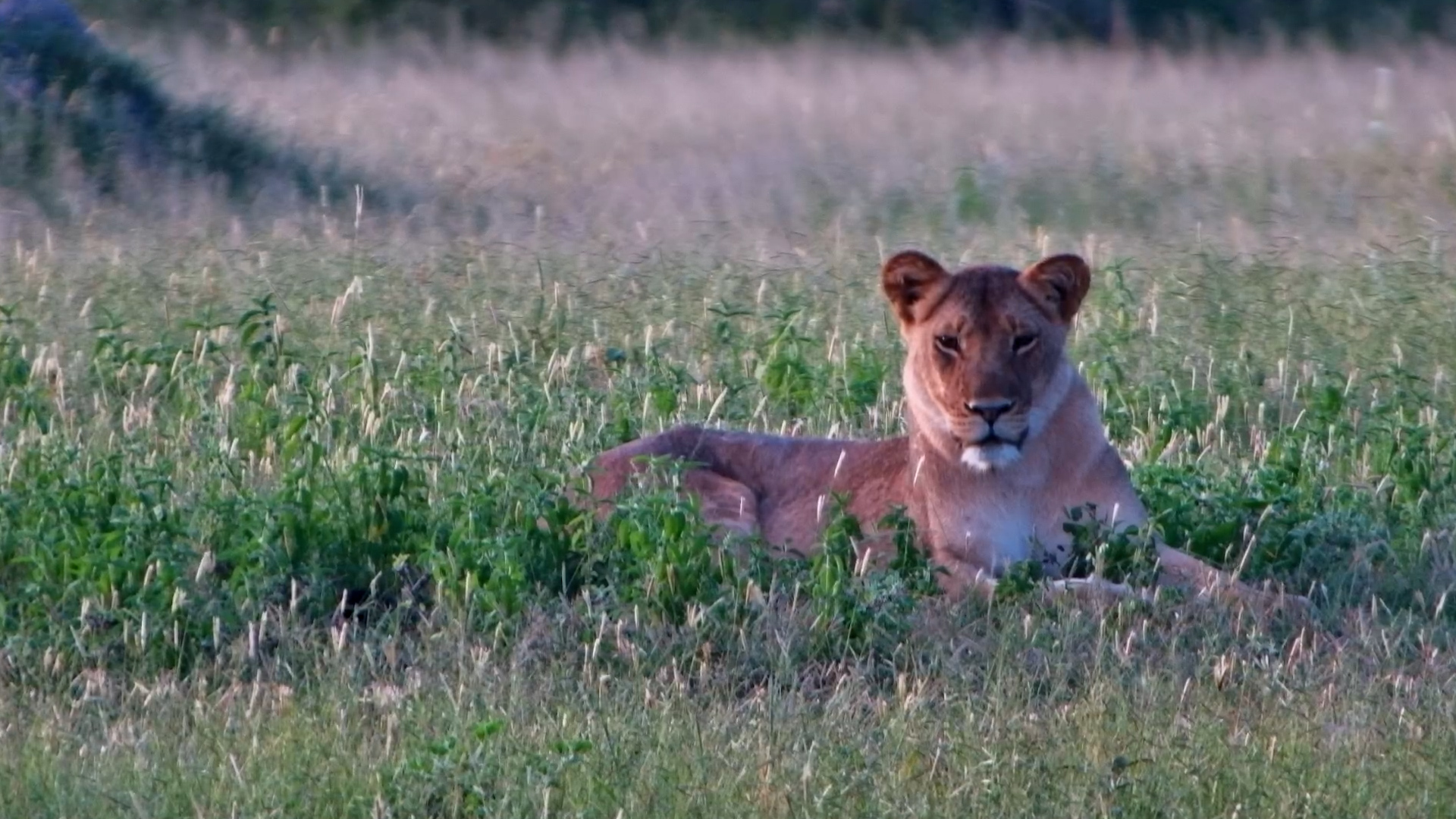 Spice Pride Relaxing at Dusk
