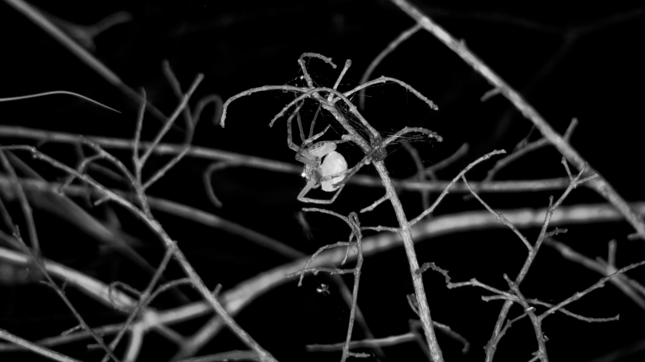 Spider Protects Egg Sac in the Dark