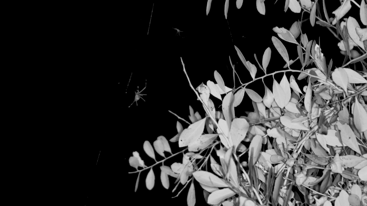 Tiny Hunter on Patrol