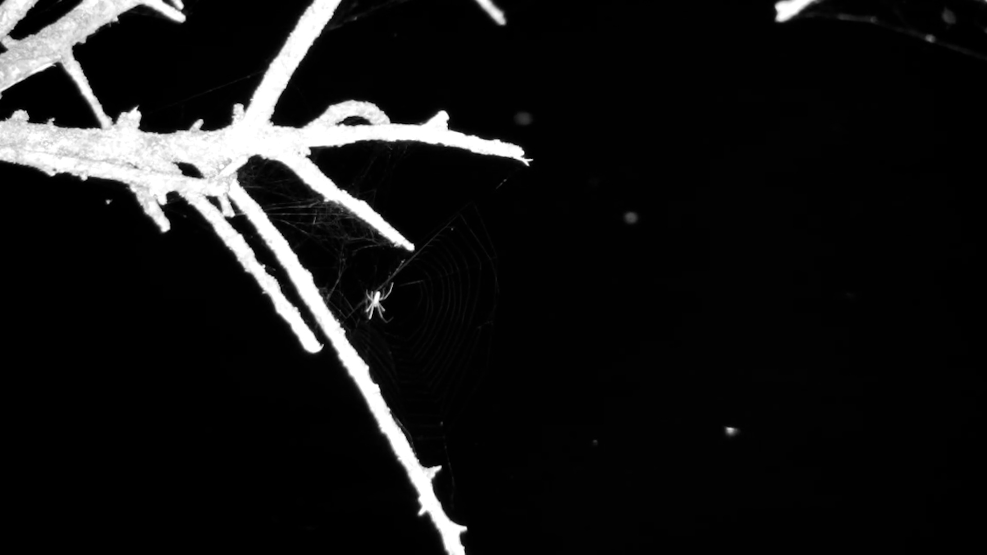 Spider Waited Patiently in the Darkness