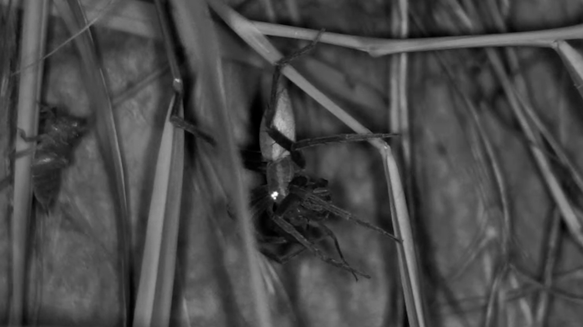 A Spider Emerges at Simbavati Waterside