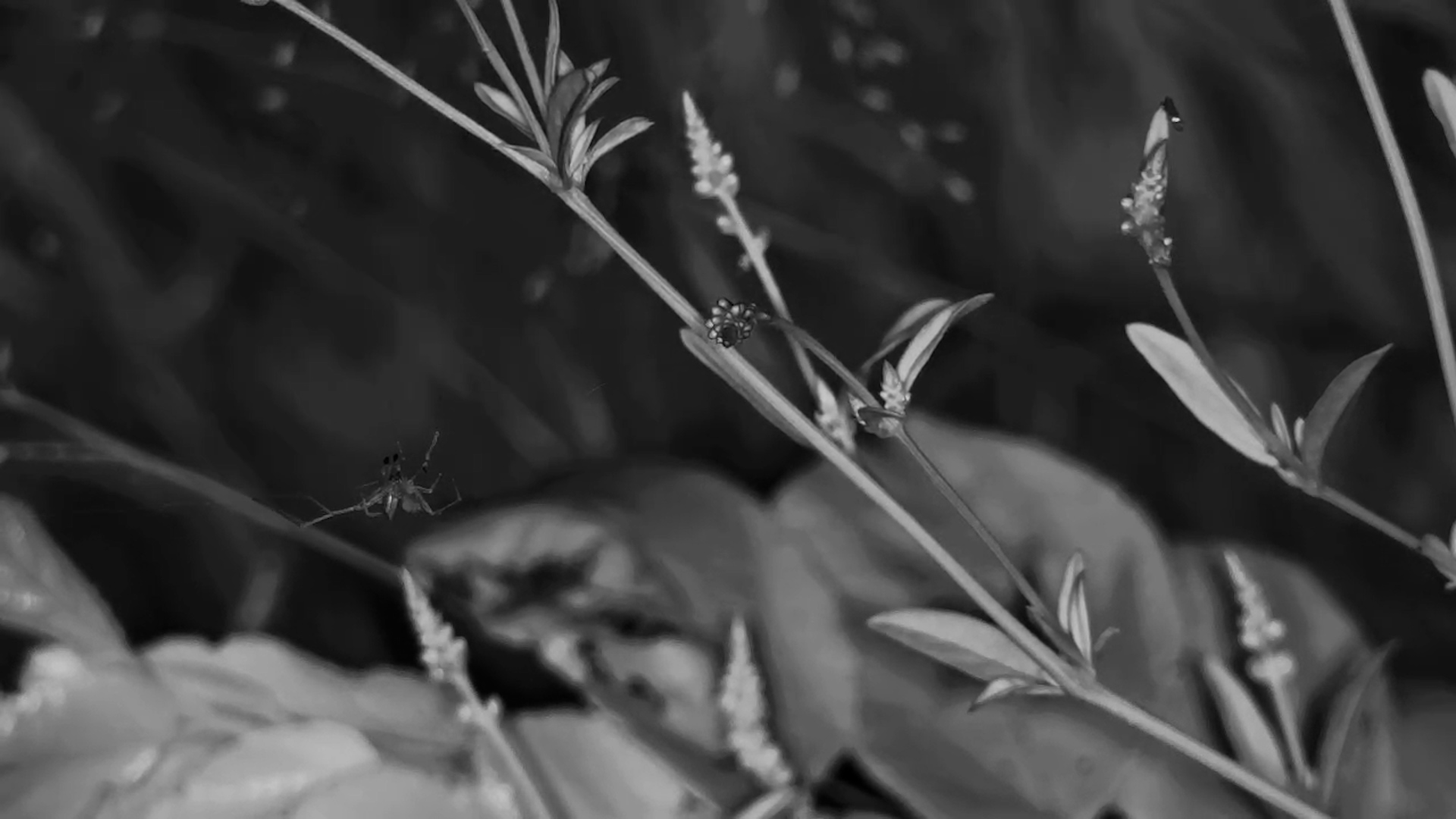 A Spider And Its Web