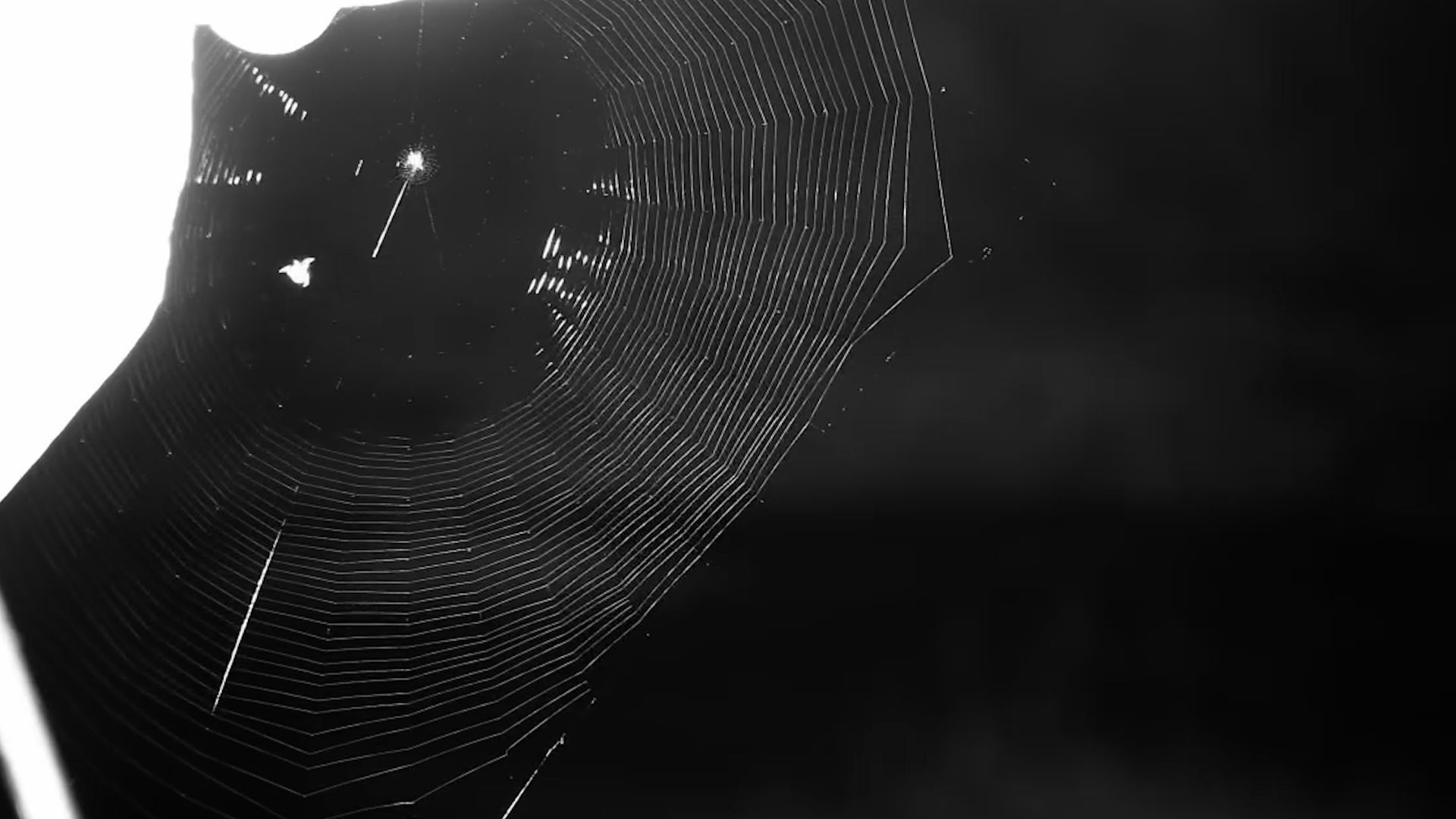 Spider Spins Its Web in the Dark