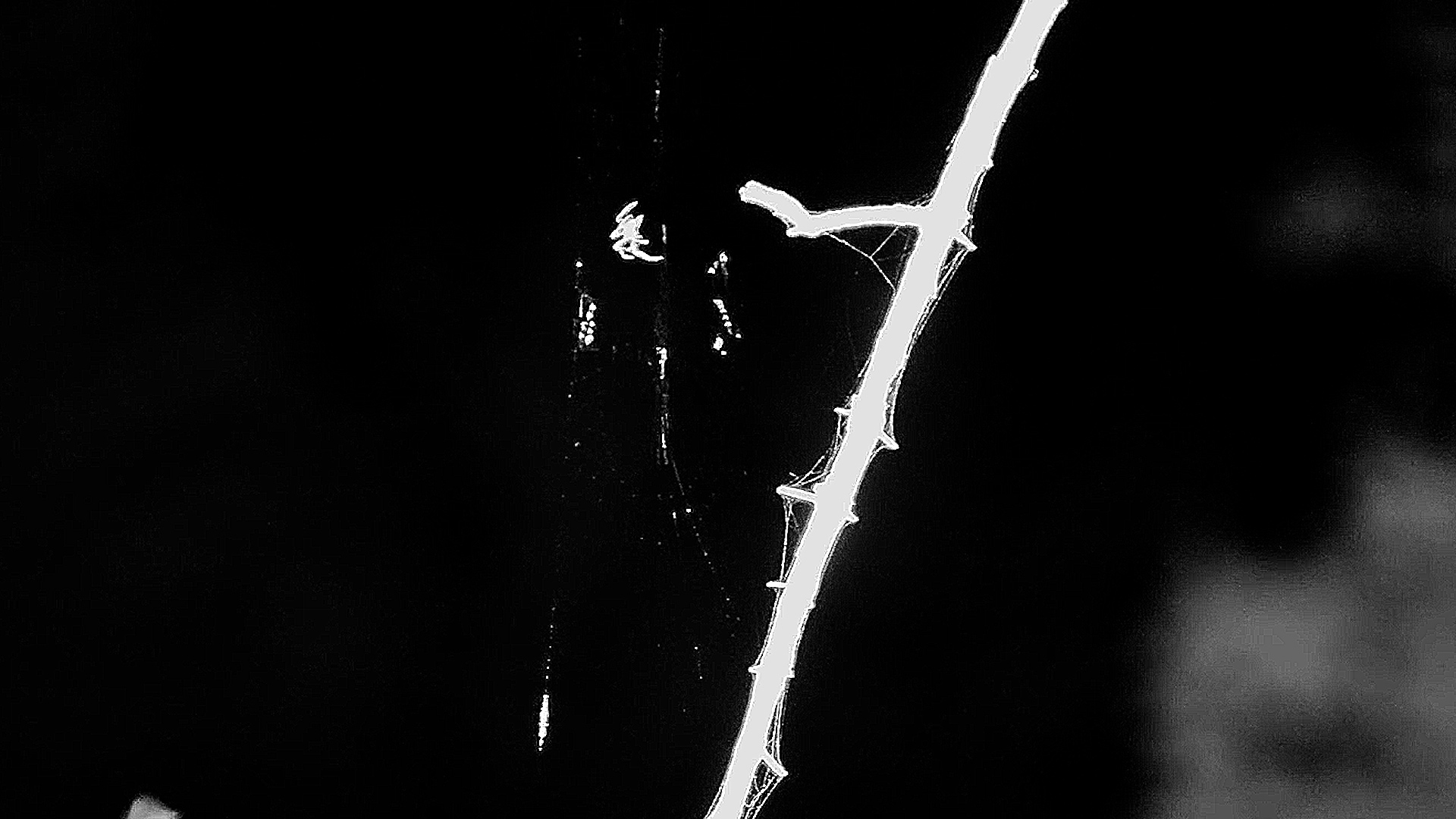 Watch This Spider Build Its Web