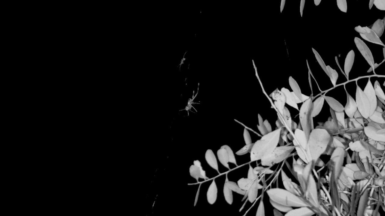Spider at Work Under the Moonlight