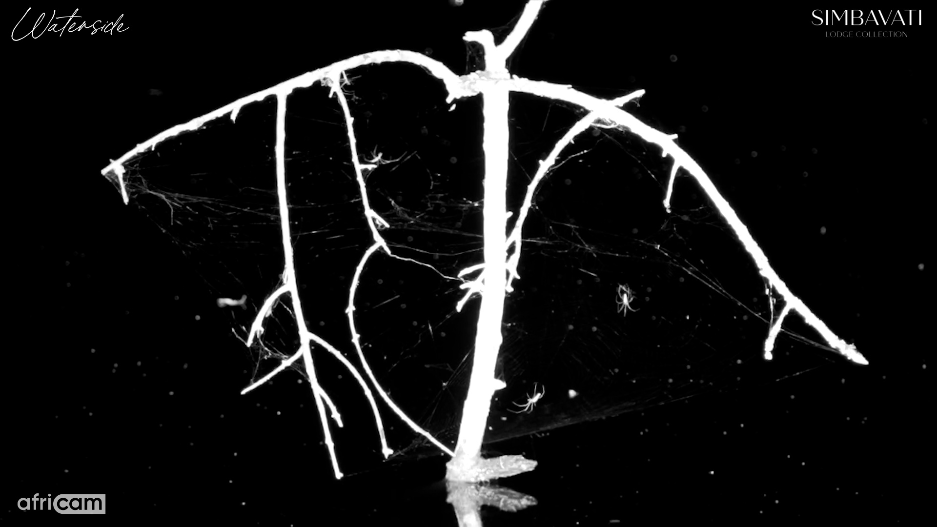 The Hidden Architects of the Wild