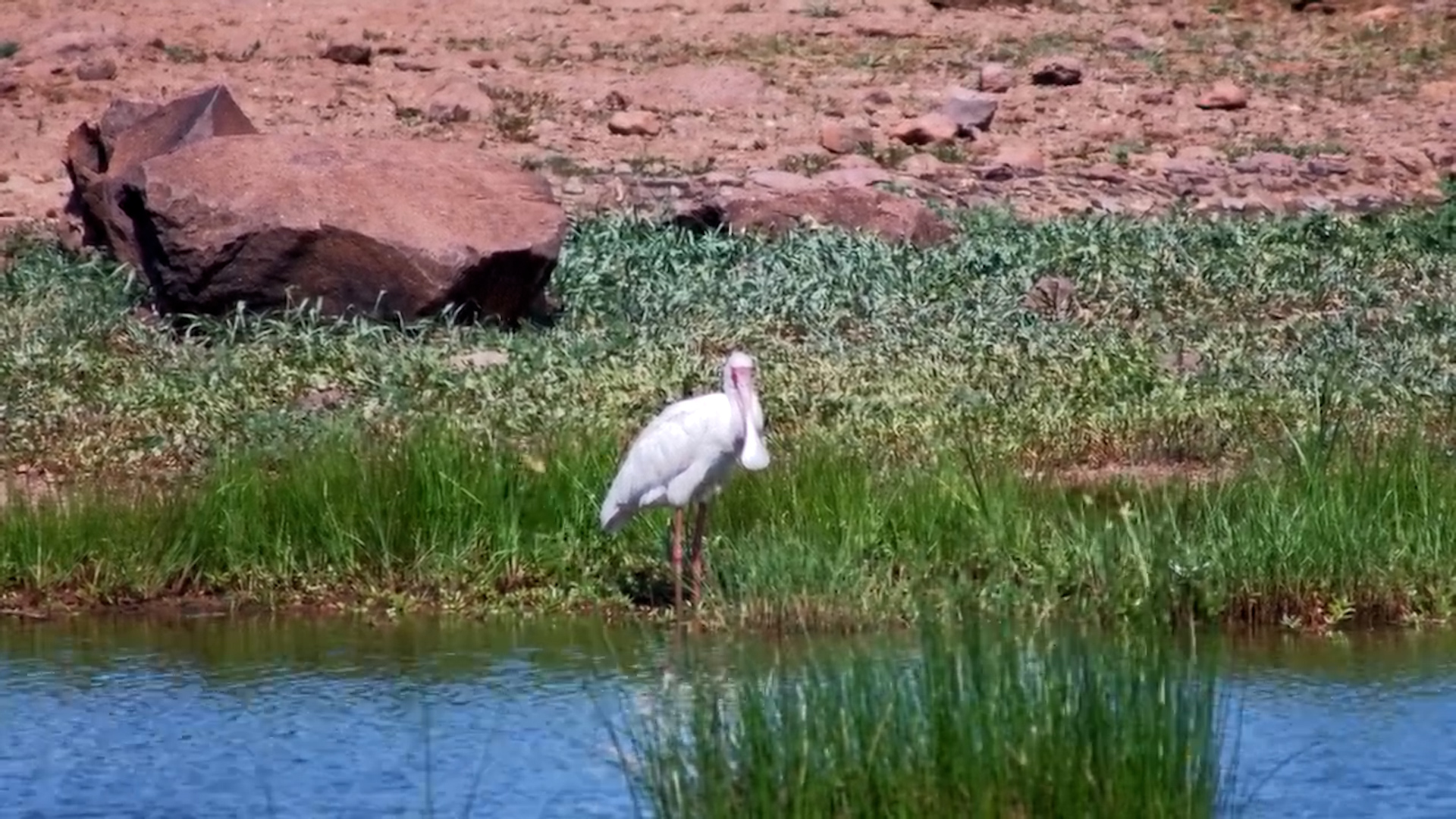 Spoonbill Serenity: Preening by the Water’s Edge