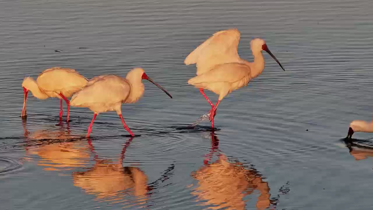Golden Hour With the Spoonbills