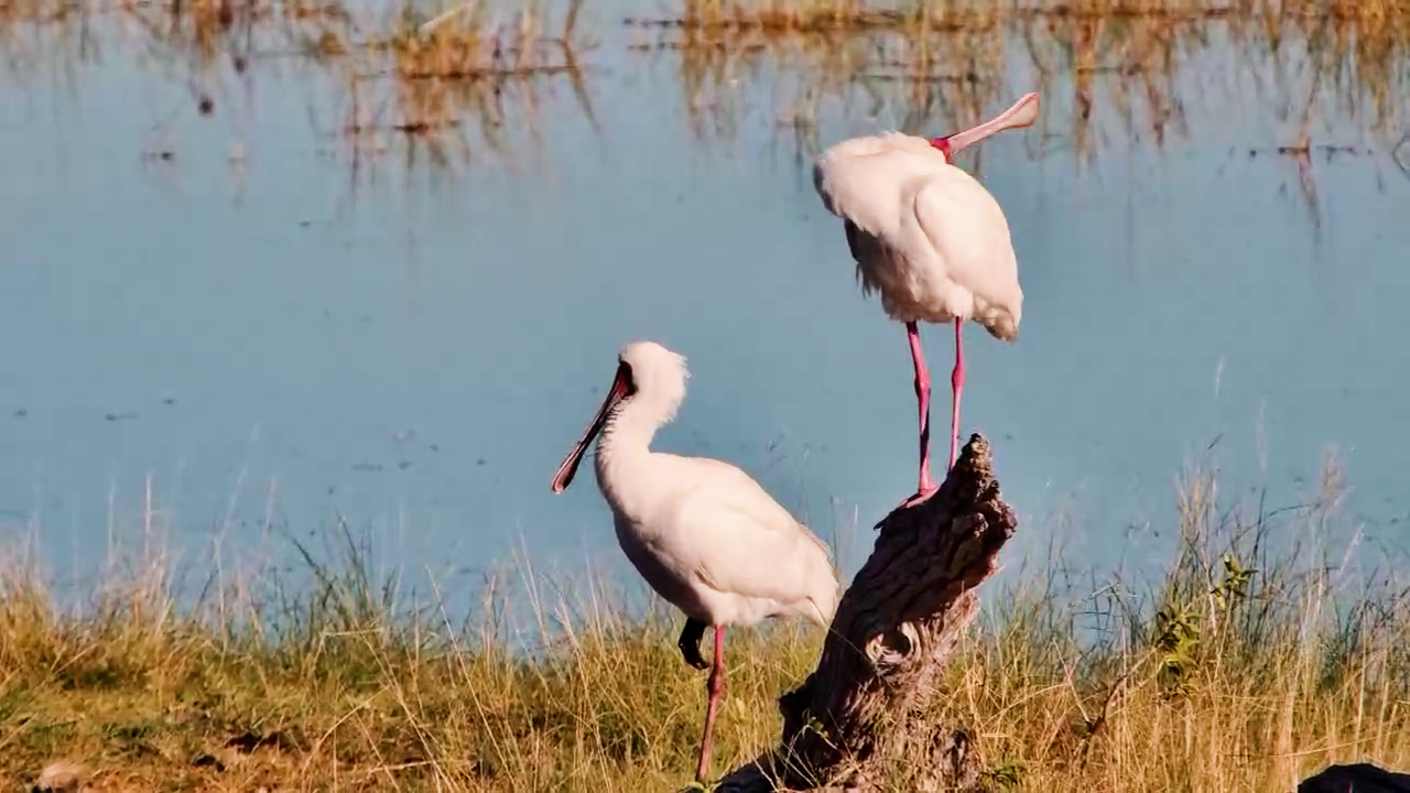 Spoonbills in Preening Harmony