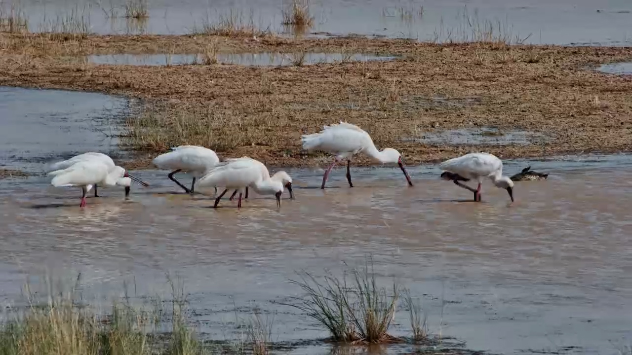 A Flock of Spoonbills Takes Over the Water