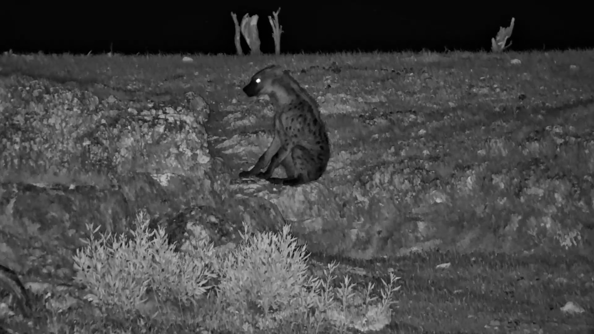 Spotted Hyena Forages Before Heading Over the Ridge