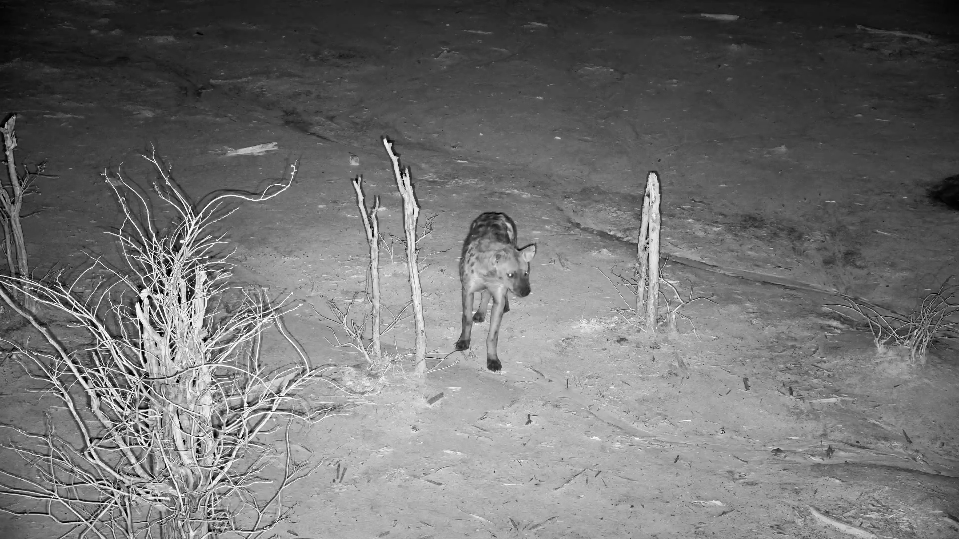 Spotted Hyena Investigates Elephant Pan