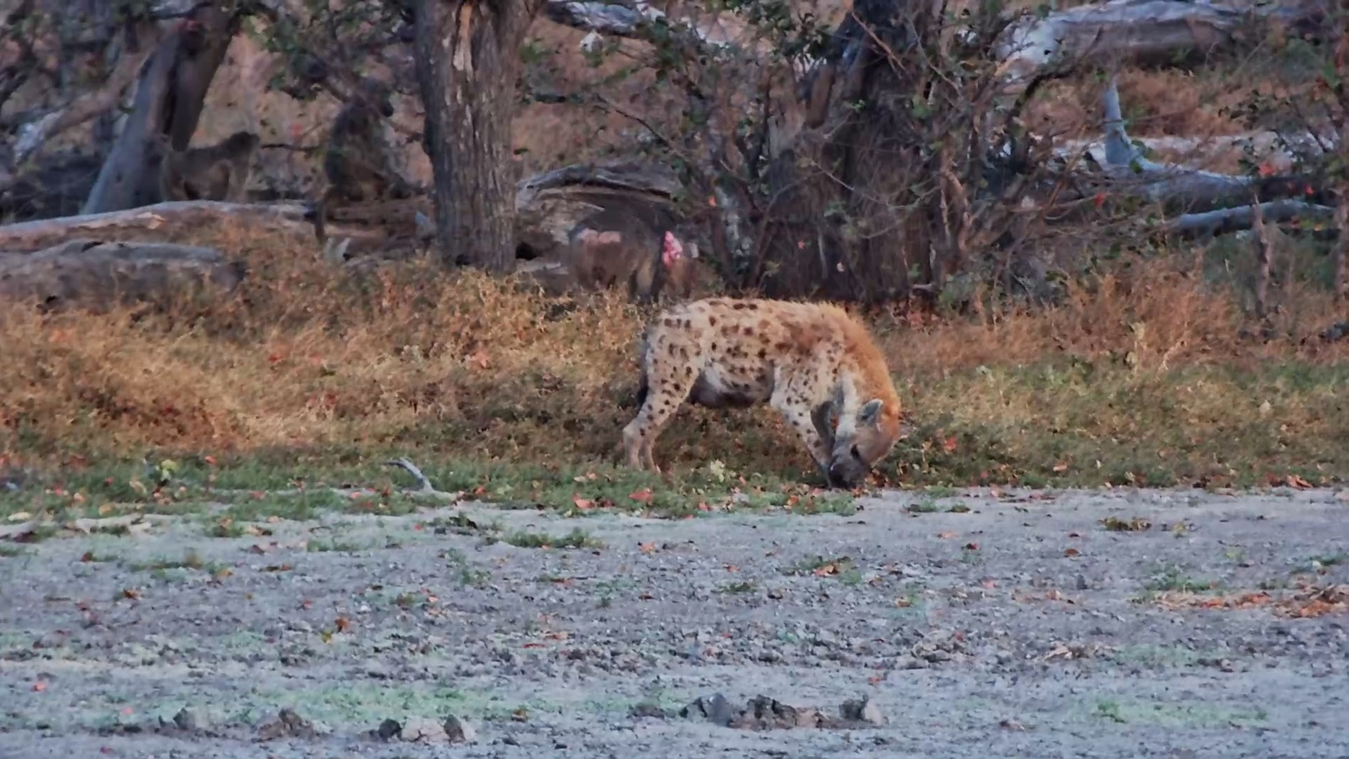Hyena Stumbles Across Something Tasty