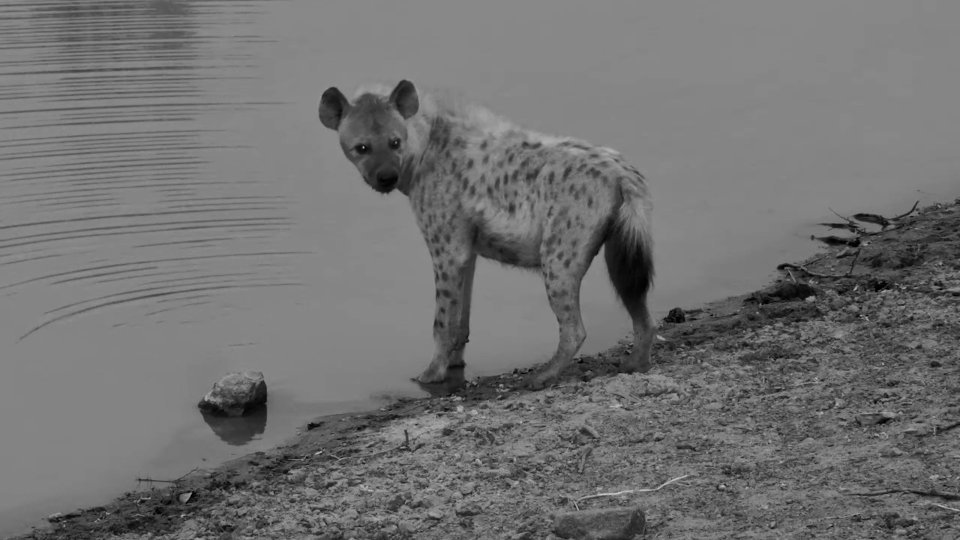 Spotted Hyena Enjoys an Early Morning Drink at Jabulani