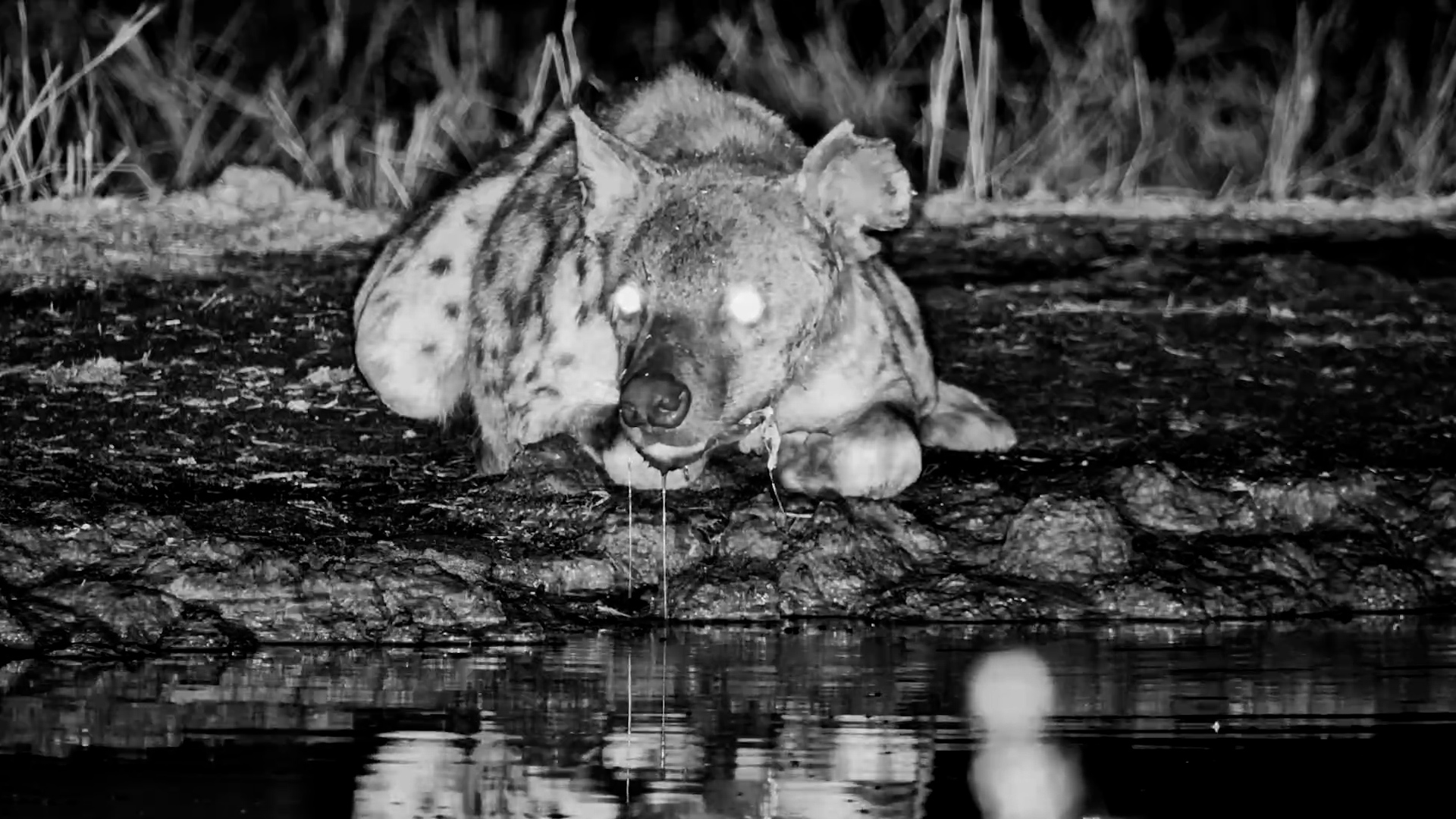 The Waterhole's Midnight Visitor
