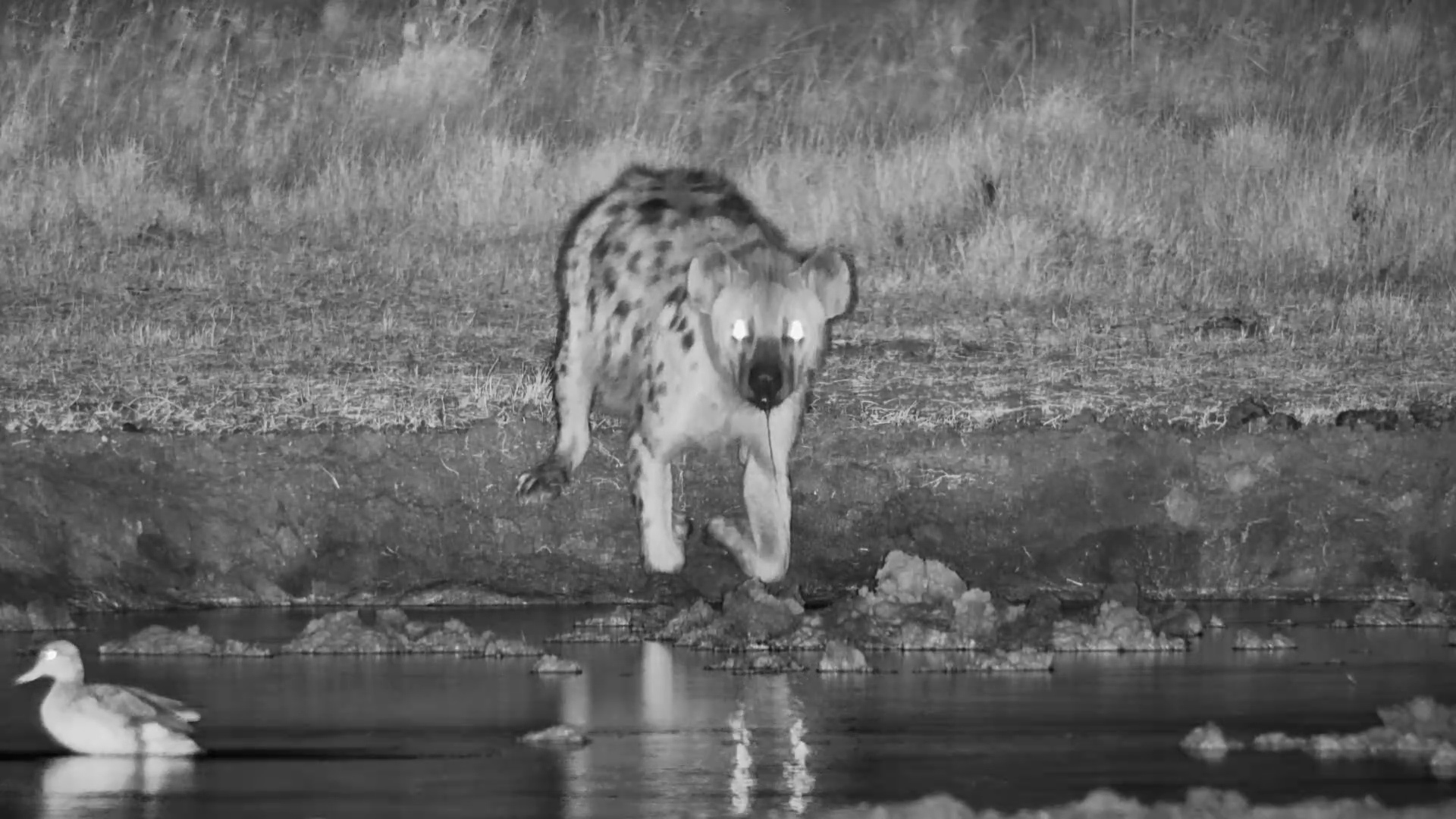 Just a Hyena Stopping for a Refreshment
