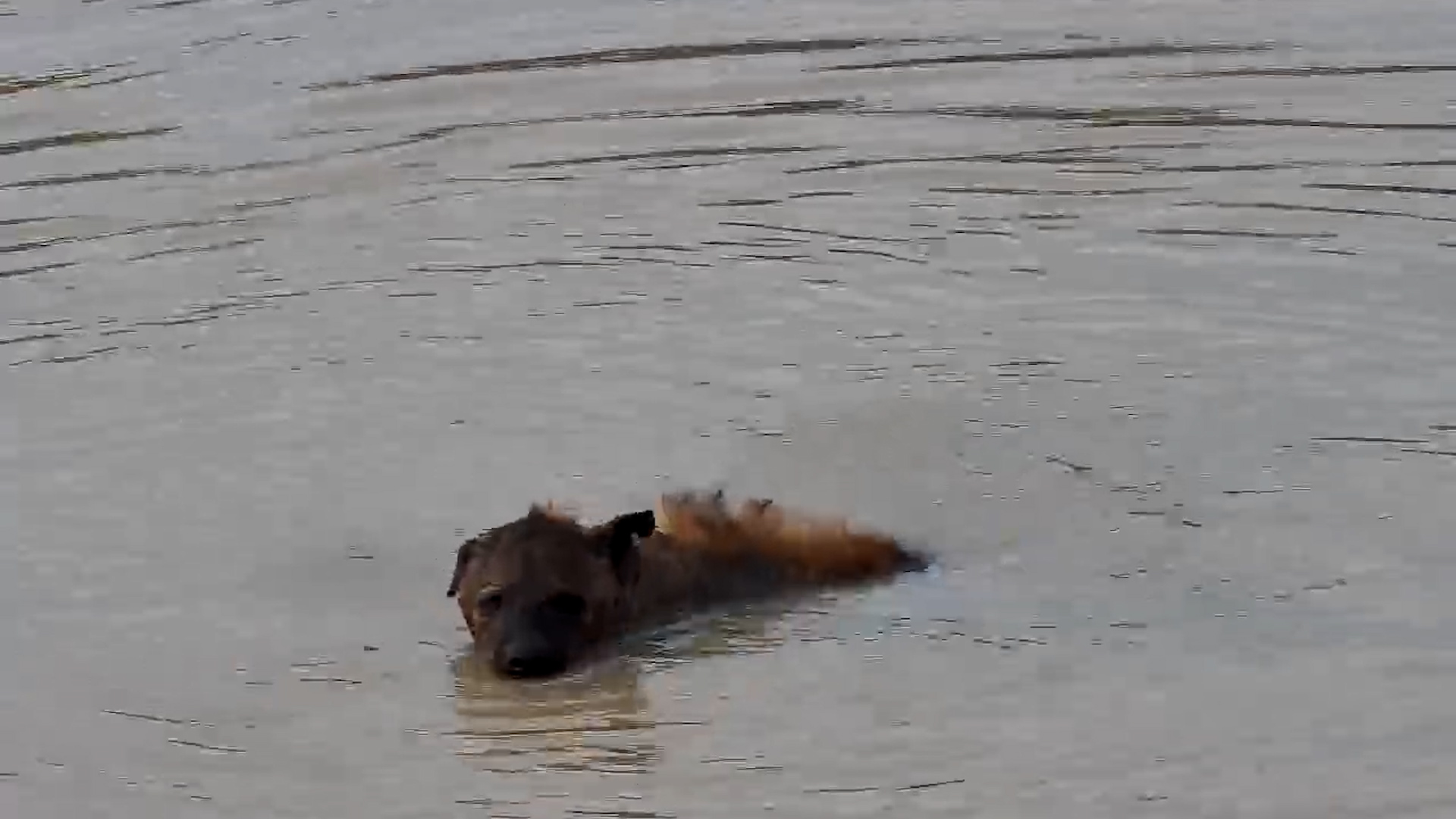 Playful Hyena Enjoys a Swim