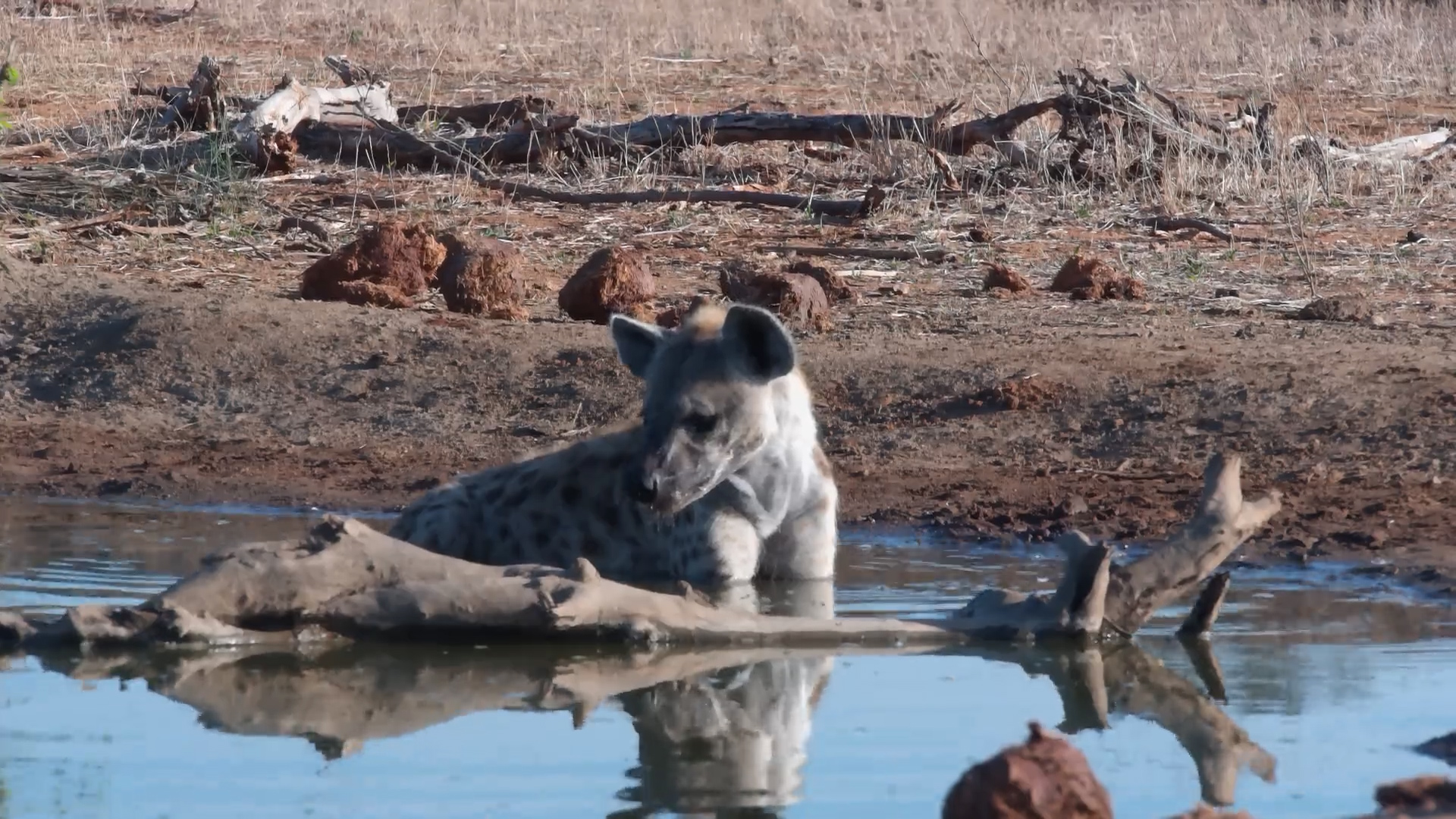 Hyena Backs Off After Mysterious Nibble