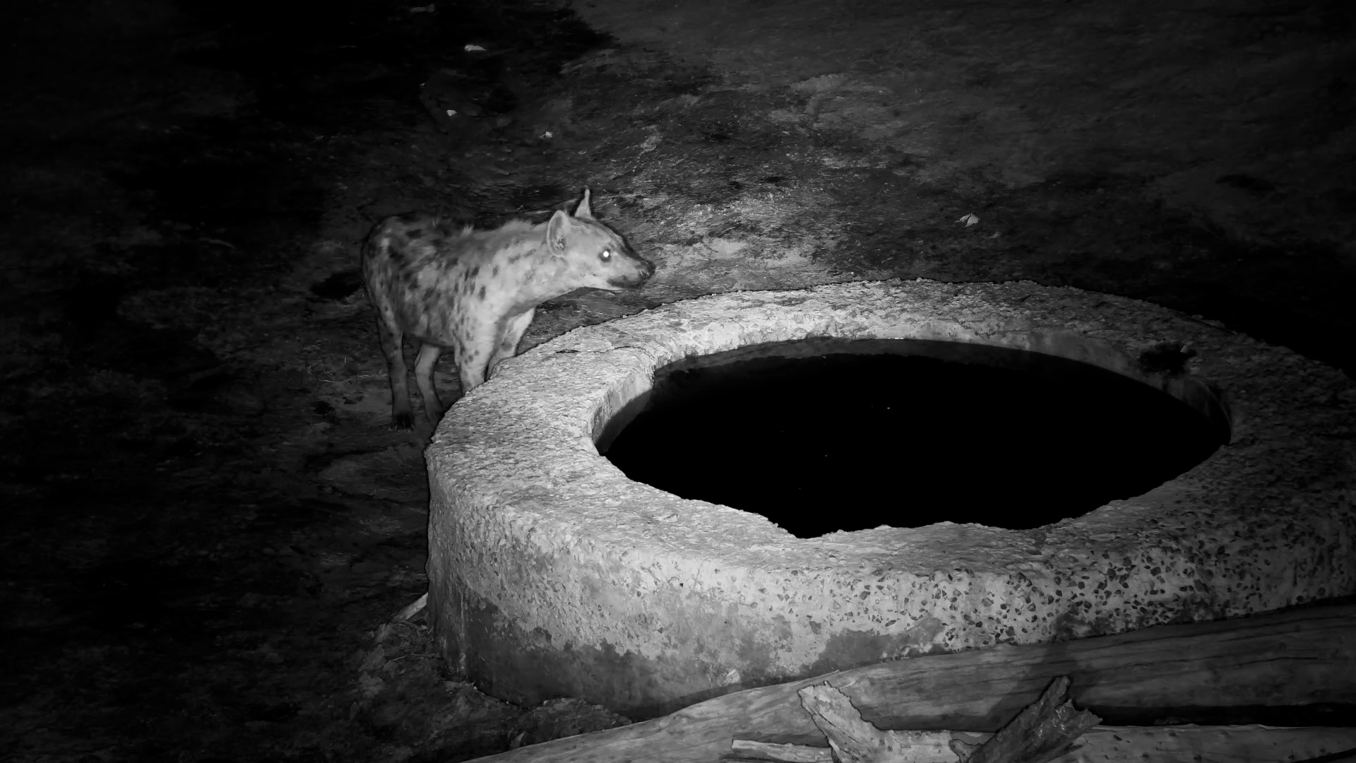 Nocturnal Thirst - Hyena Drinks in the Dark