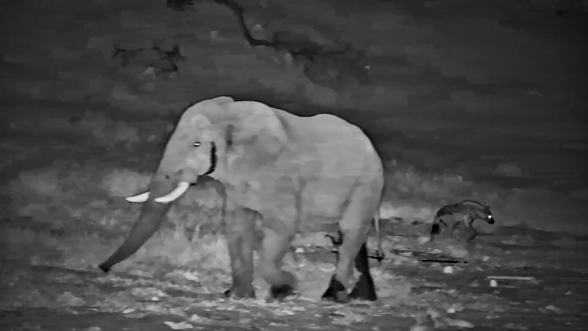 Spotted Hyena Visits Waterhole at Night