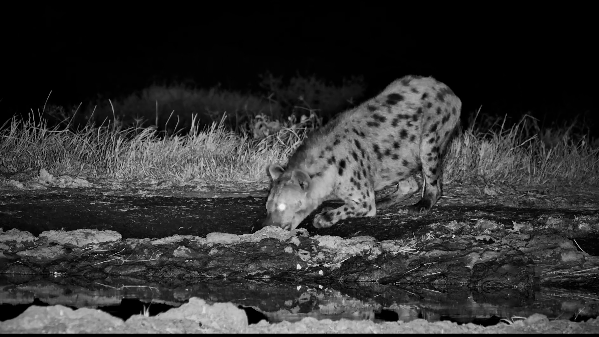 A Spotted Hyena Appears After Dark