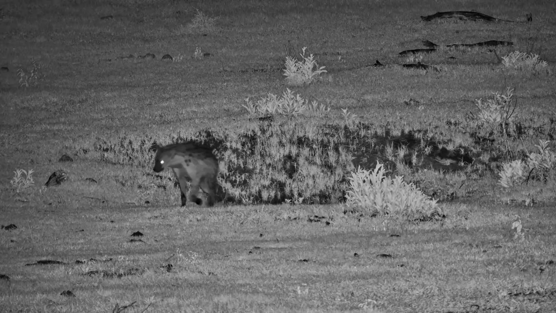Spotted Hyena on the Hunt