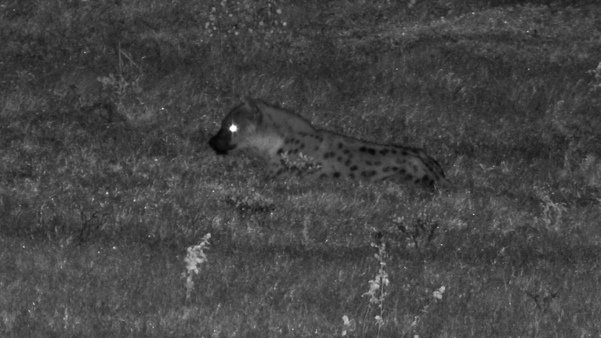 Hyena in the Shadows