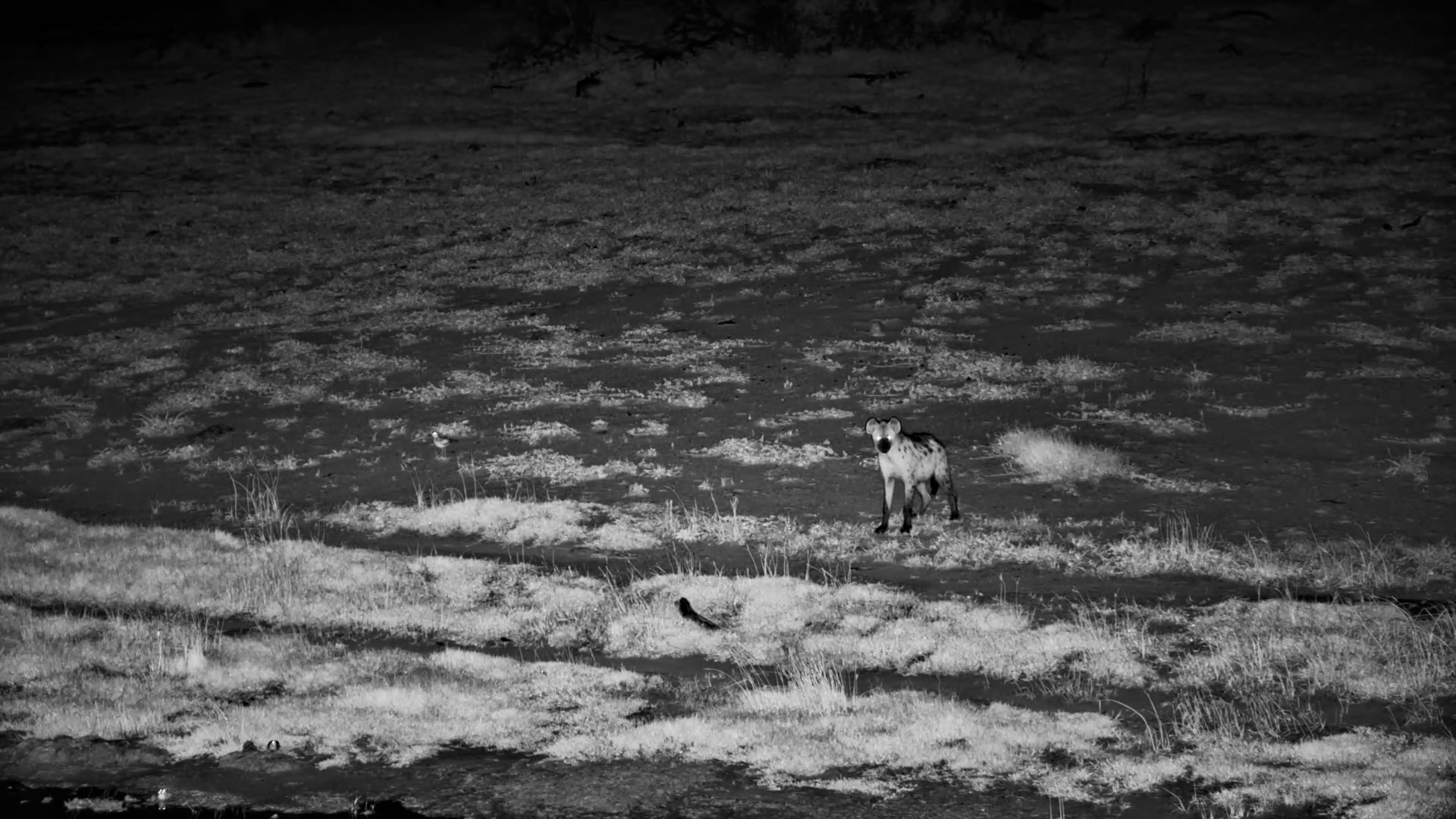 Spotted Hyena Patrols