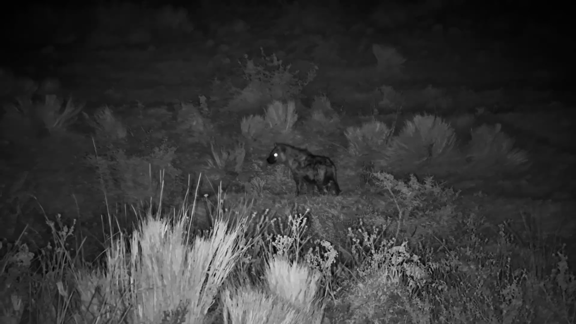 Spotted Hyena Scouts the Night at Mahali Mzuri