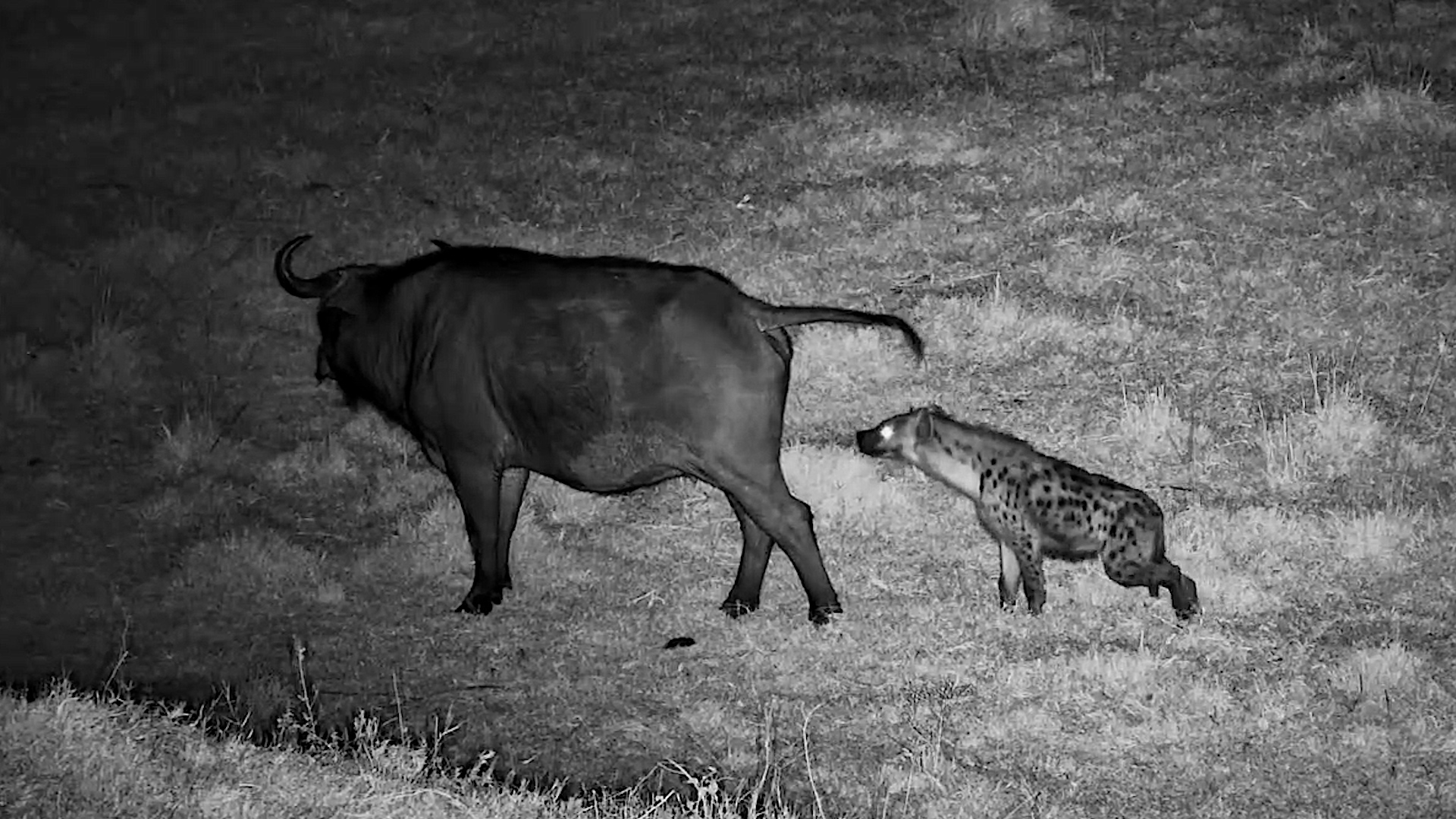 Hyena Wouldn't Stop Sniffing the Buffalo