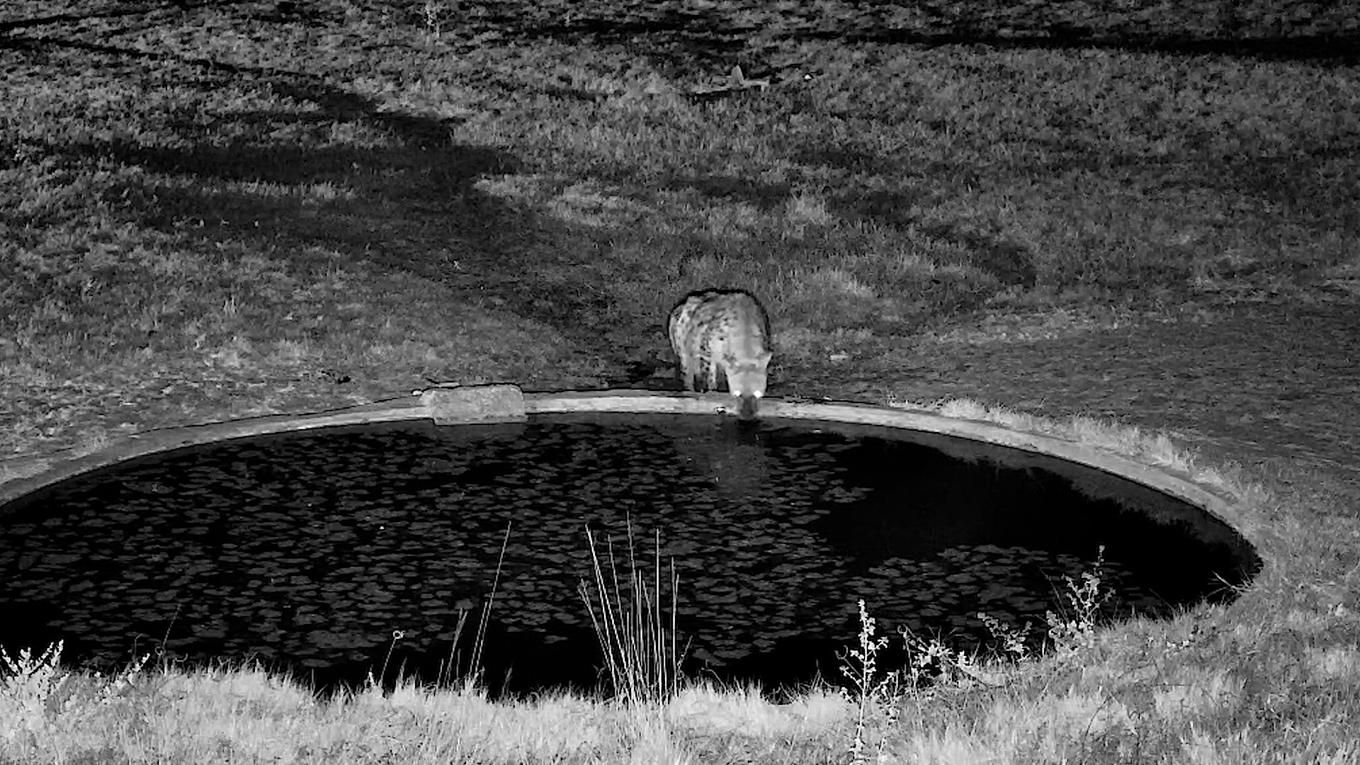 A Spotted Hyena Arrived Quietly for a Drink