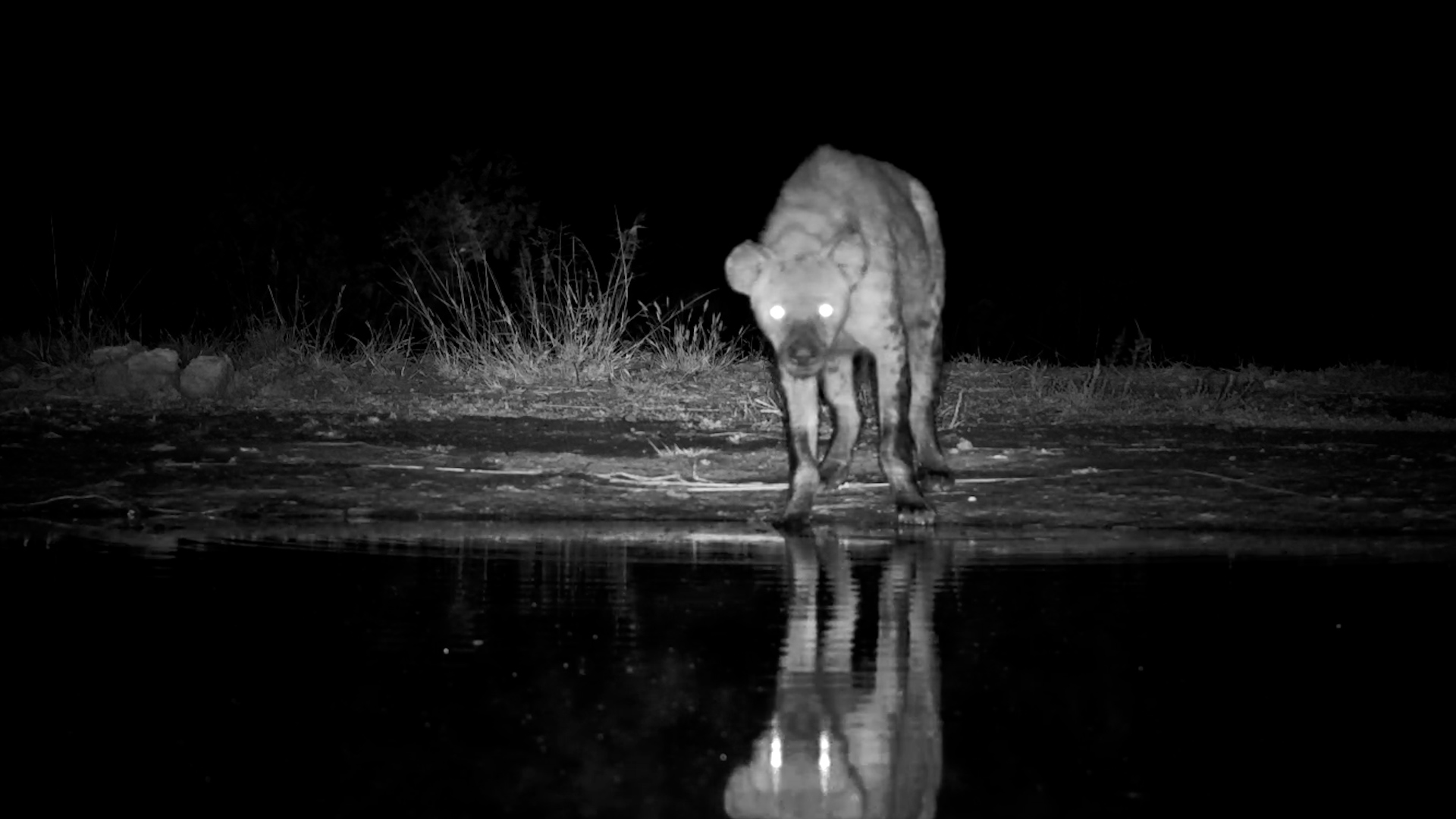 A Midnight Drink for the Spotted Hyena