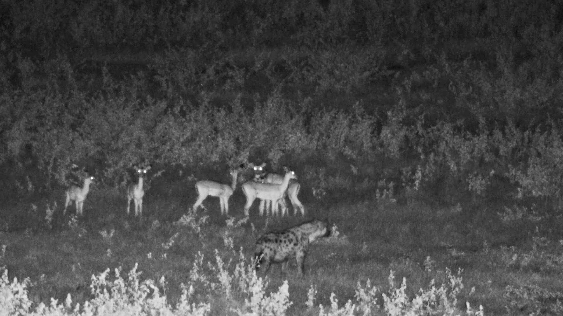 Hyena on the Prowl at Night