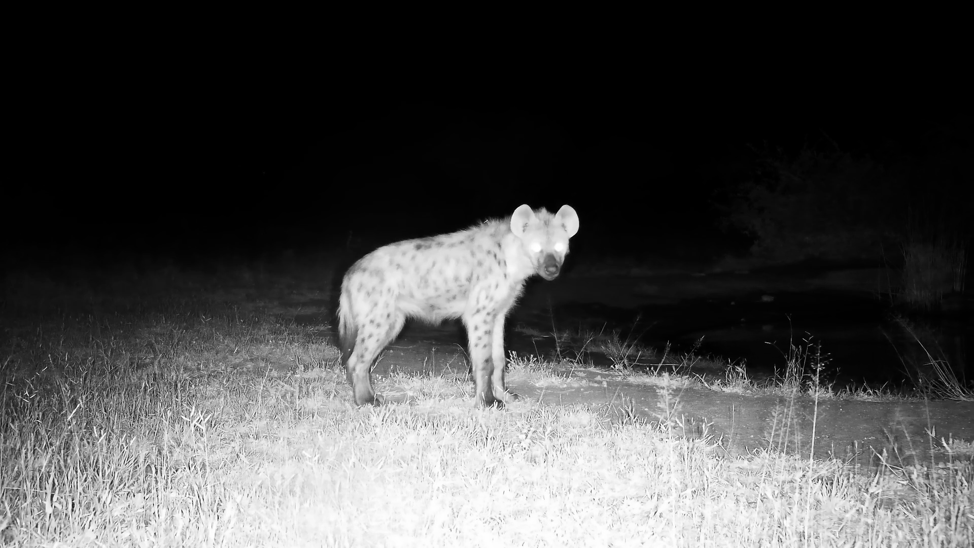 Hyena Clan at Cat Eye Pan