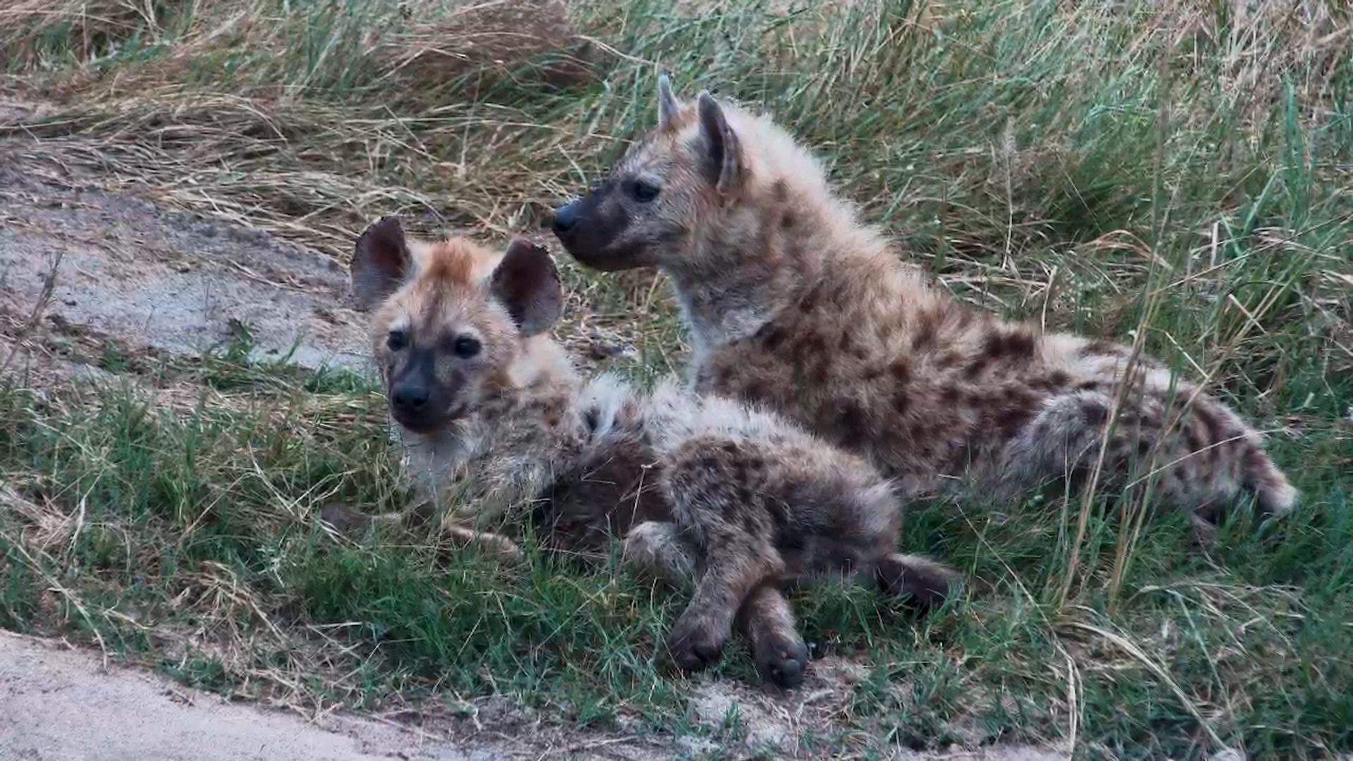 Fluffy Hyena Cubs Are Pure Mischief!
