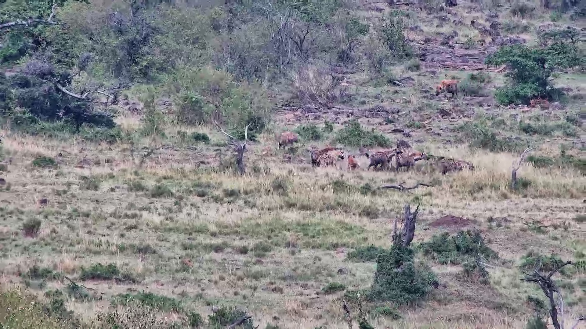Spotted Hyenas Roam the Plains