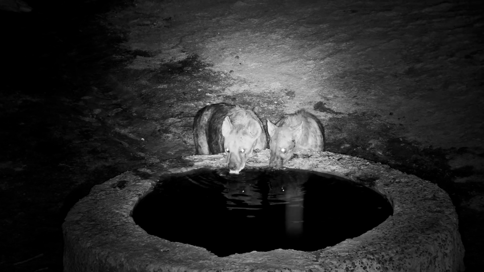 Spotted Hyenas Hydrate Before Night Patrol